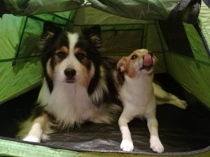 Koirien teltta - Retkelle.com